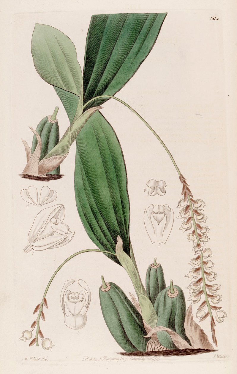 Illustration von Pholidota imbricata von Jams  Watts