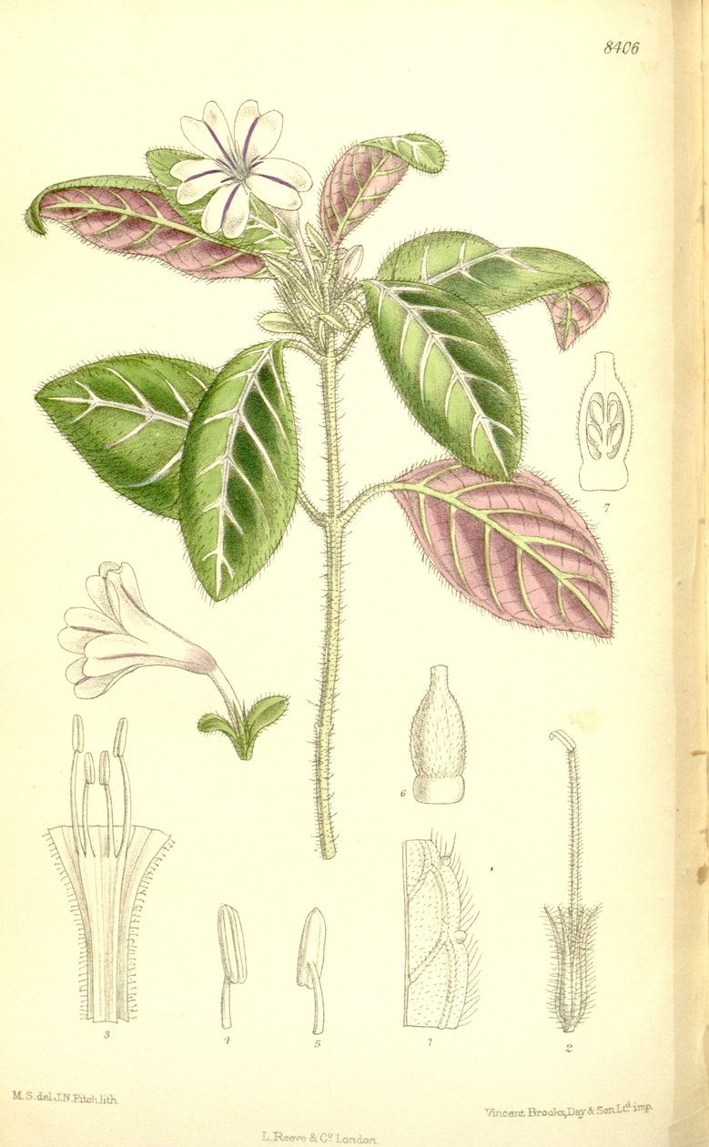 Acanthaceae von J.N. Fitch