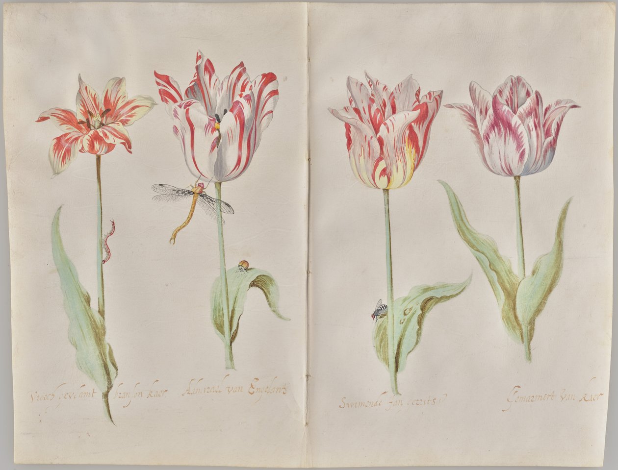 Vier Tulpen von Jacob Marrel