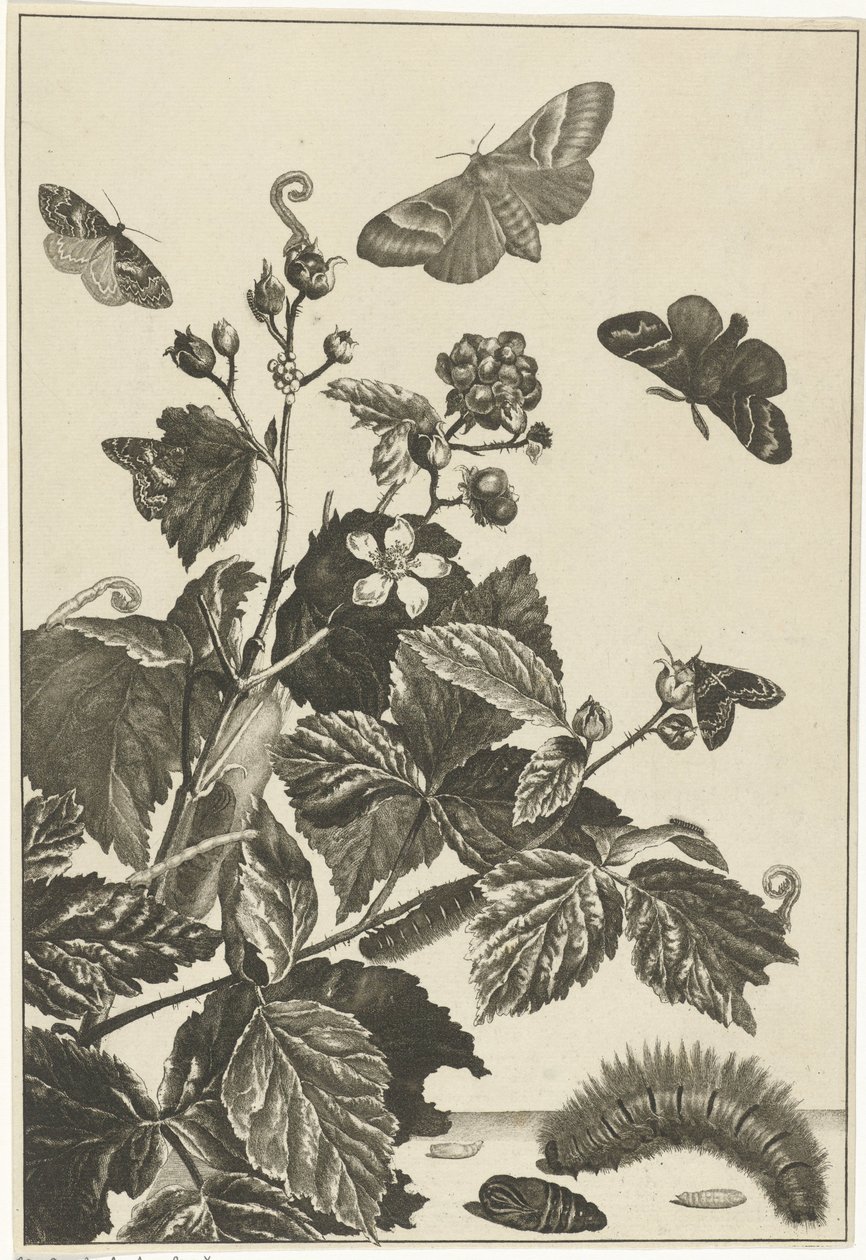 Wilde Rose mit Raupen und Schmetterlingen von Jacob l