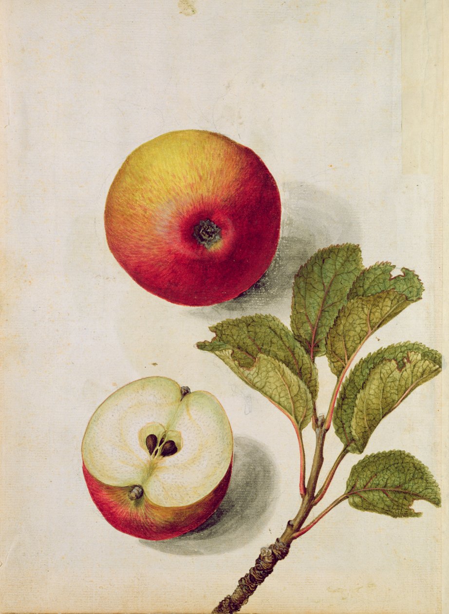 Apfel: Pyrus malus, ca. 1568 von Jacques Le Moyne