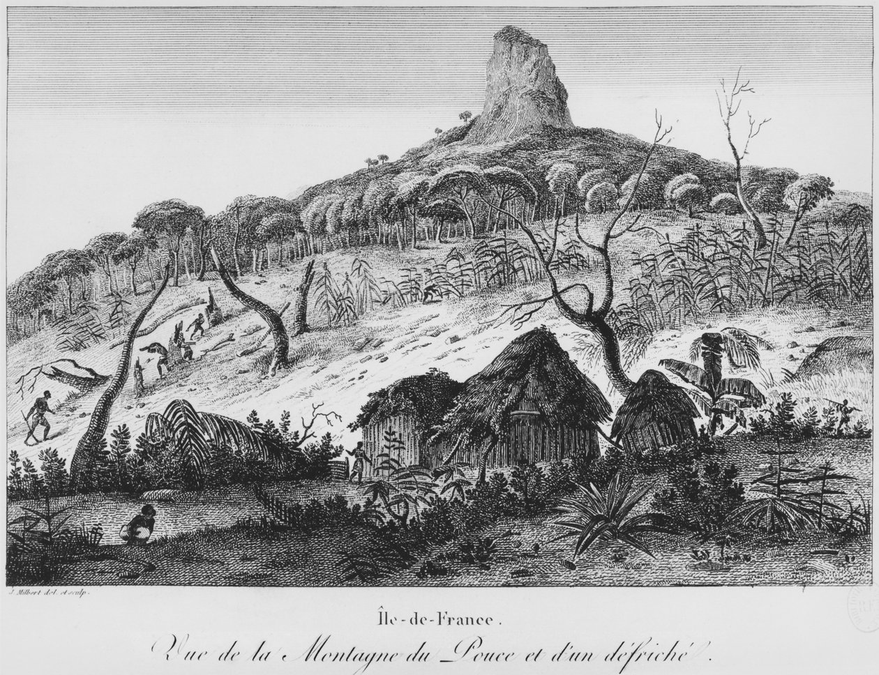 Blick auf den Pouce Mountain und die Waldrodung, Mauritius, Illustration aus 