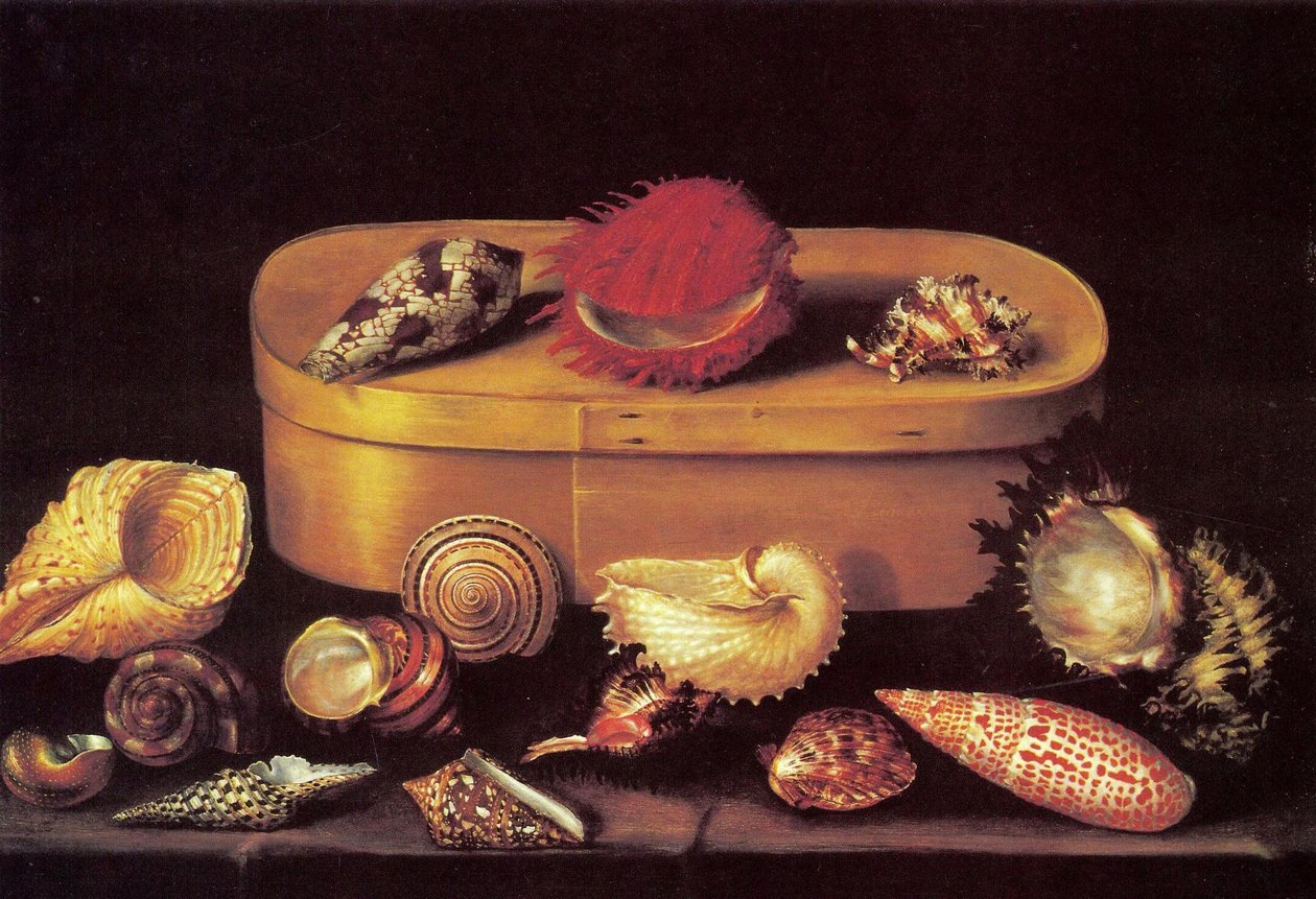 Stillleben mit Muscheln von Jacques Linard
