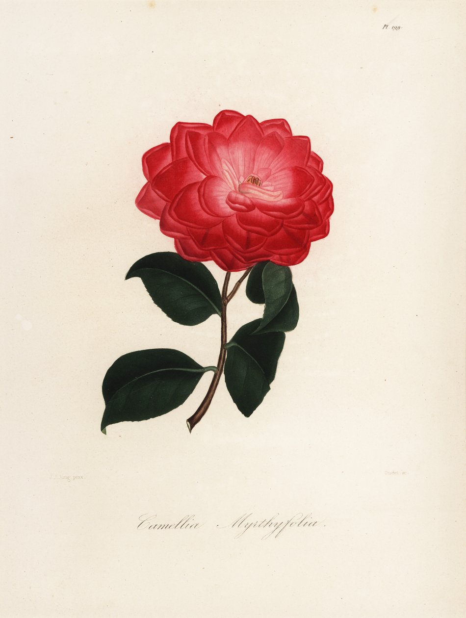 Camellia japonica Sorte, Camellia myrthyfolia von Jakob (after) Jung