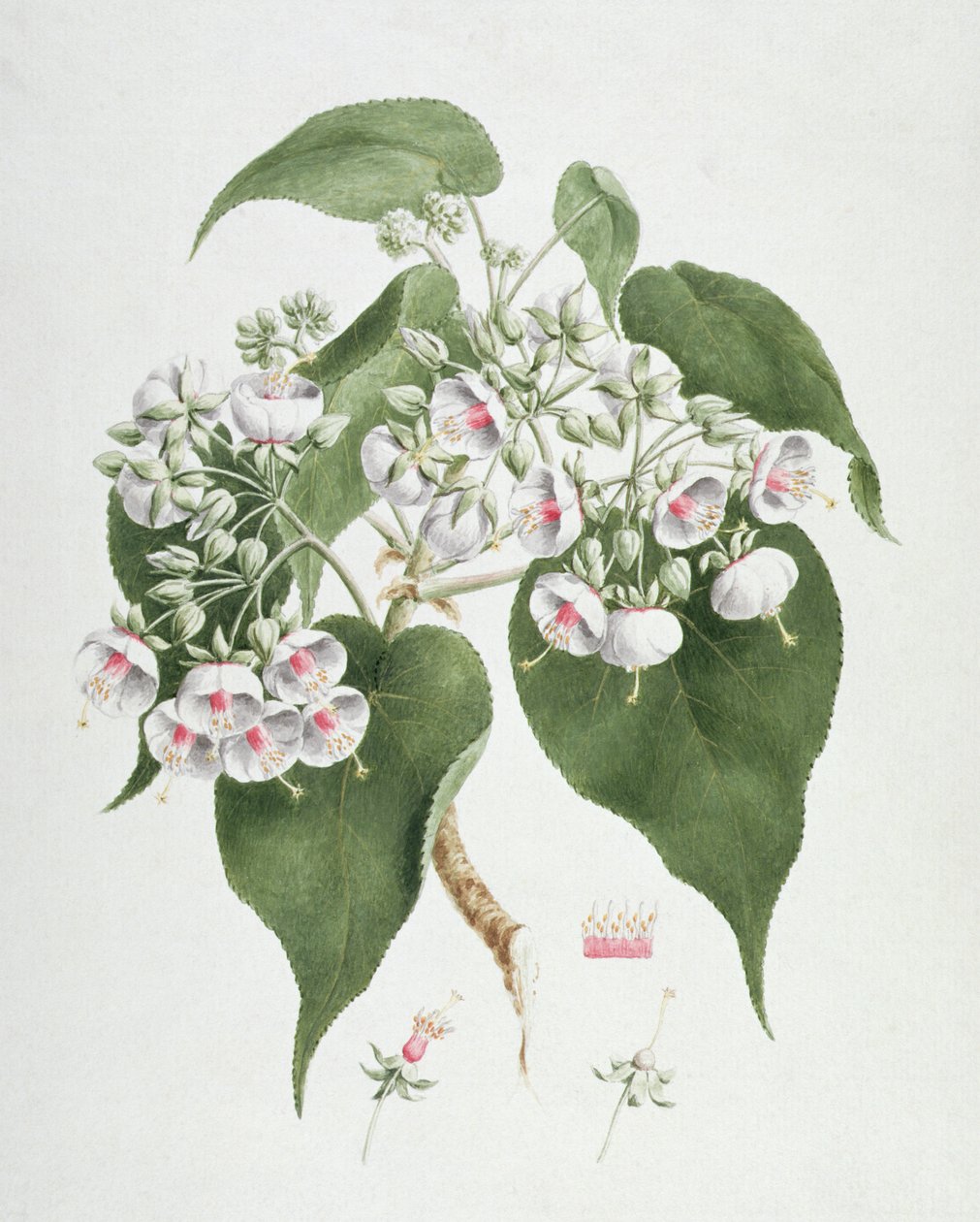 Walkuffa Nr.5 Dombeya torrida von James Bruce