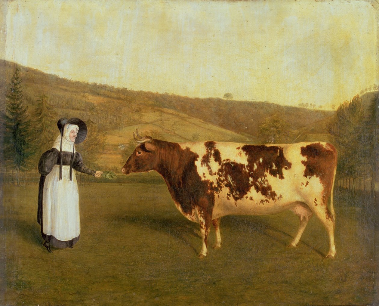 Shorthorn-Kuh, ca. 1840-50 von James Flewitt Mullock