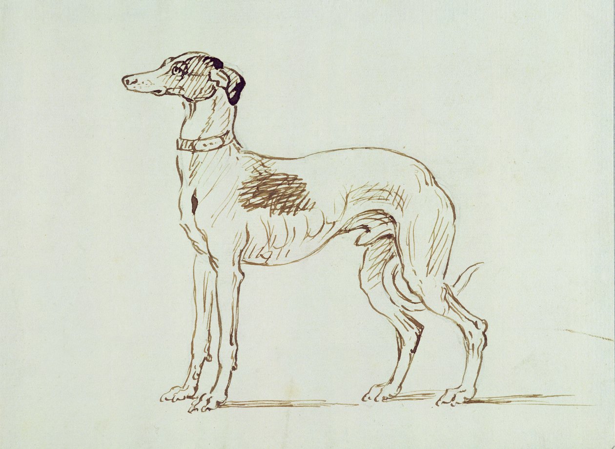 Ein Windhund, nach links blickend von James Seymour