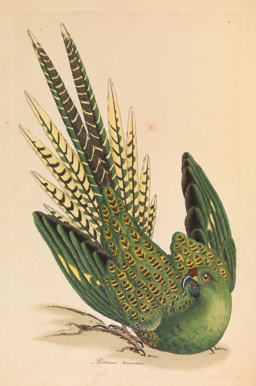 Bodenpapagei, Psittacus terrestris von James Sowerby