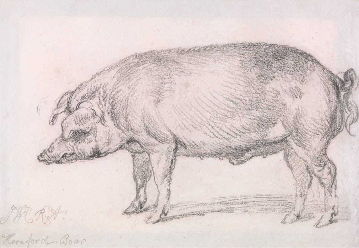Hereford-Eber von James Ward