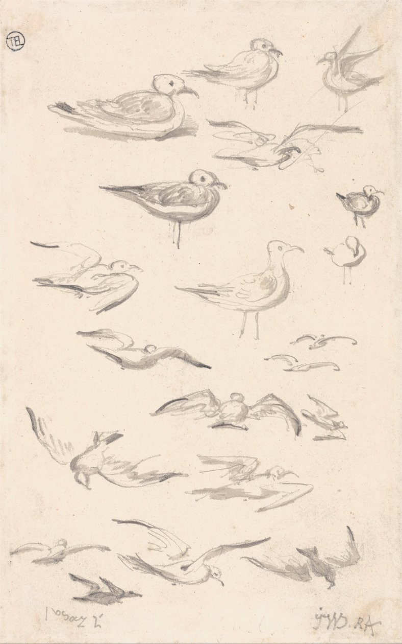 Studien von Möwen von James Ward