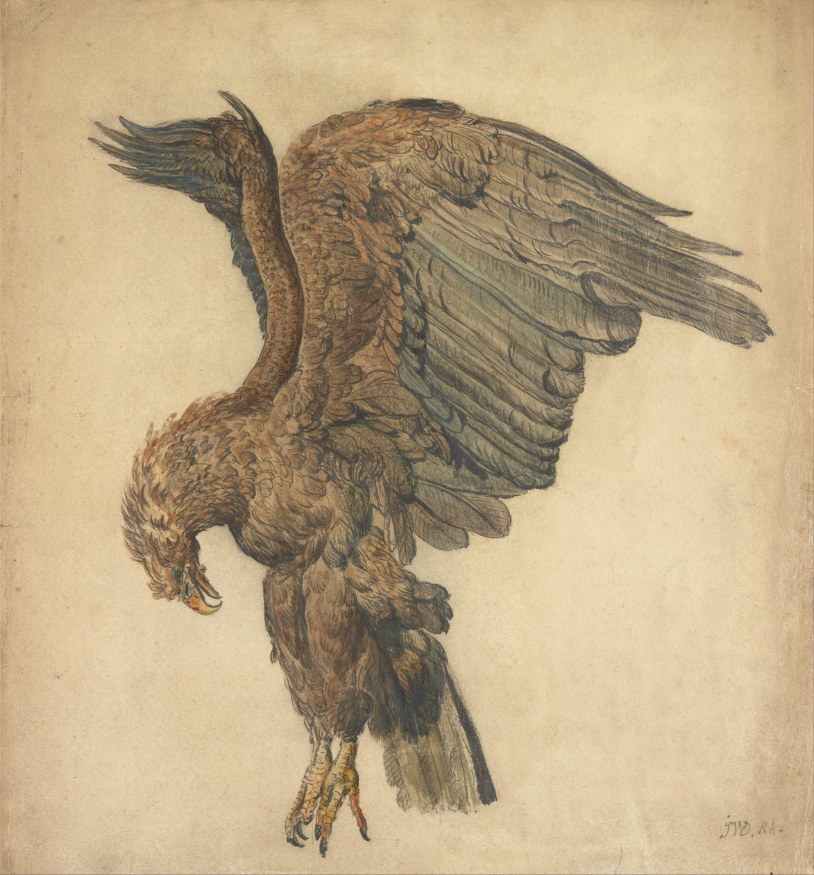 Studie eines stürzenden Adlers von James Ward