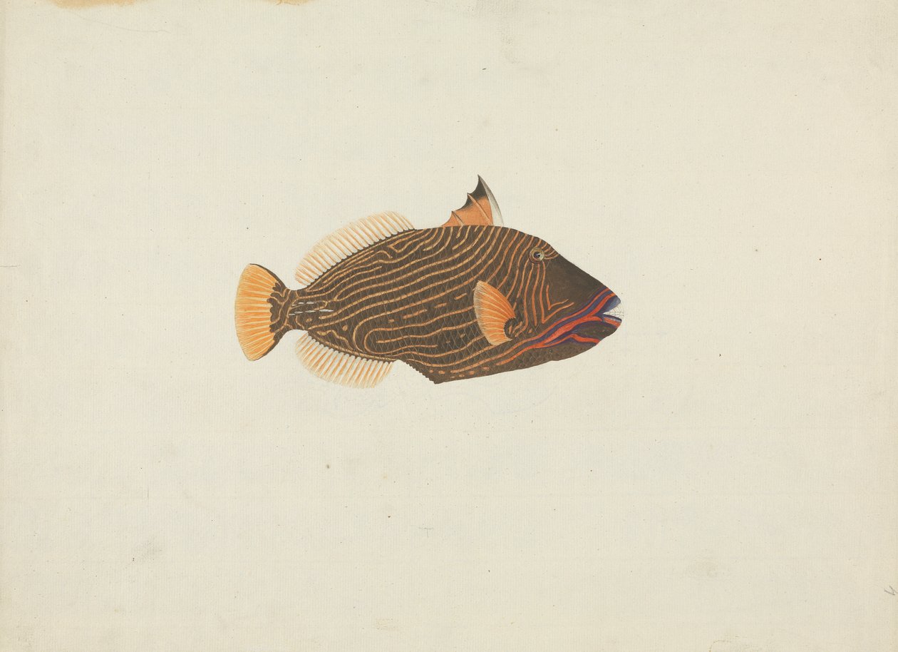 Unidentifizierter Fisch von James Bruce