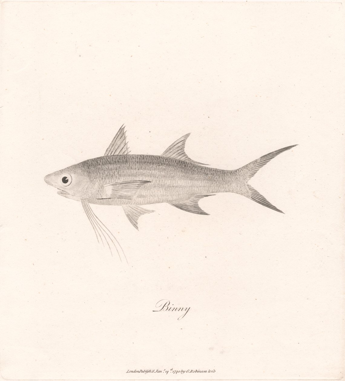 Binny von James Heath