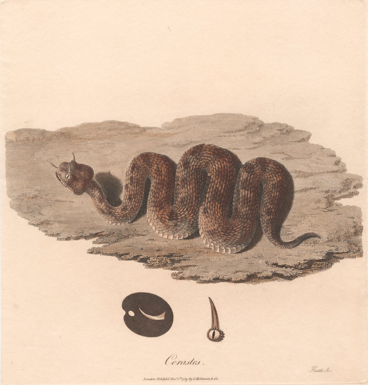 Cerastes von James Heath