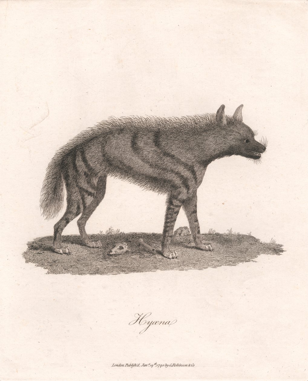 Hyäne von James Heath