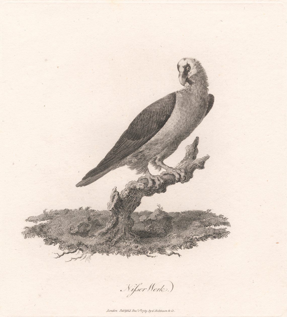 Nisser Werk von James Heath