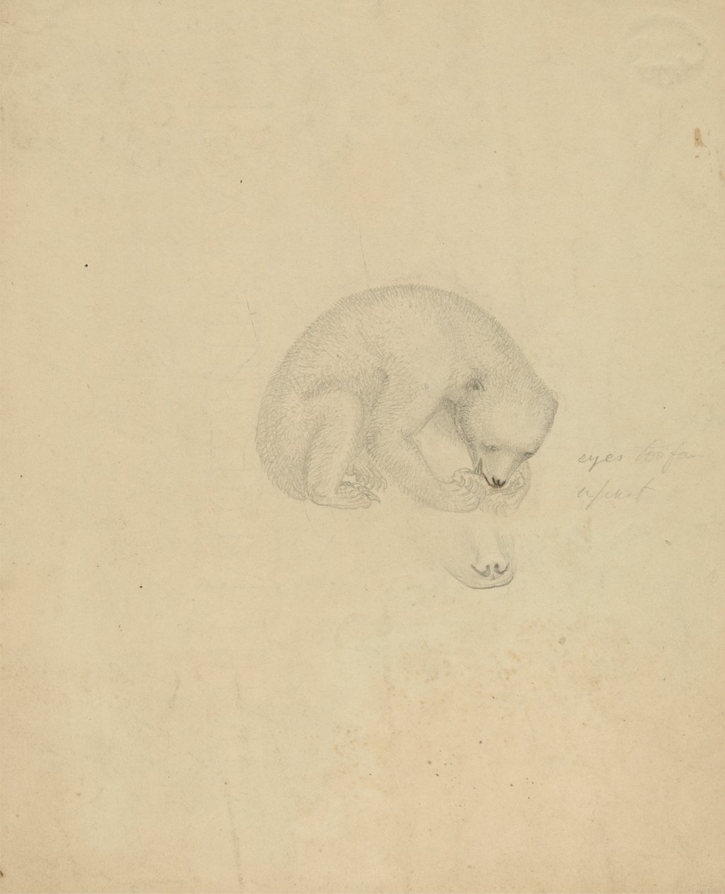 Ein Bär von James Sowerby
