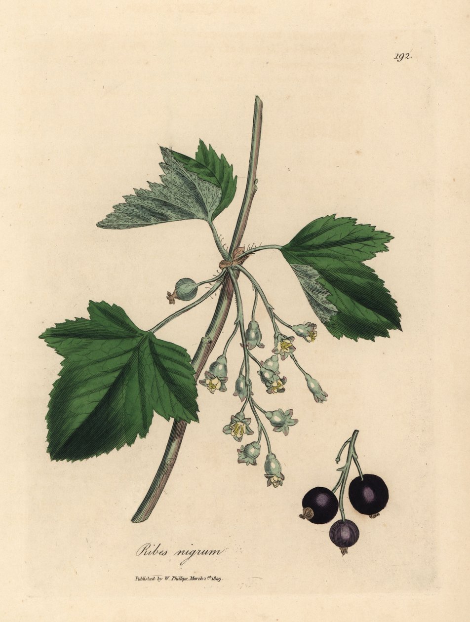 Schwarze Johannisbeere, Ribes nigrum von James Sowerby