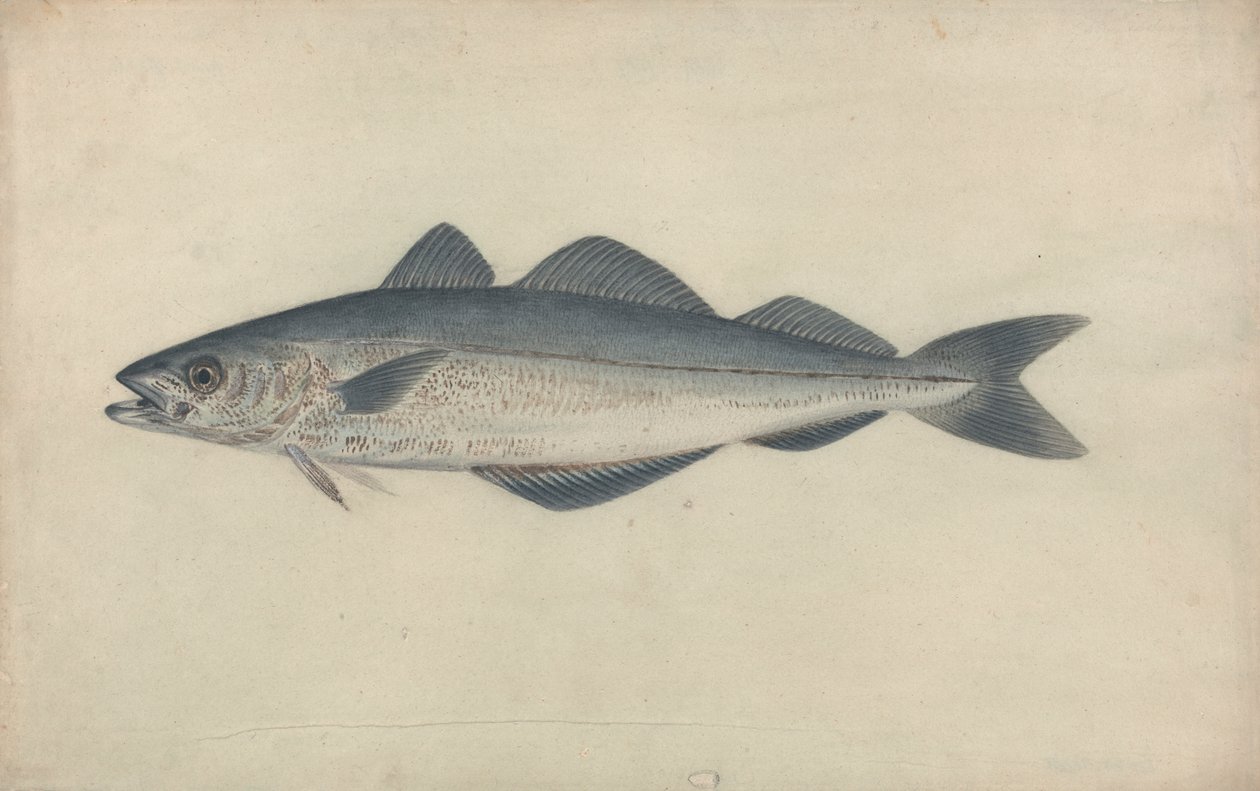 Kohlfisch von James Sowerby