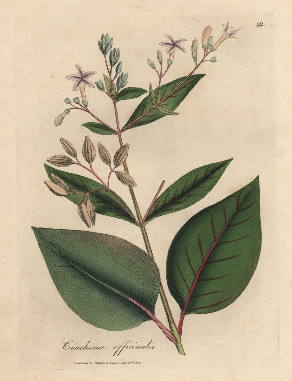 Rosa blühender Chinarindenbaum, Cinchona officinalis von James Sowerby