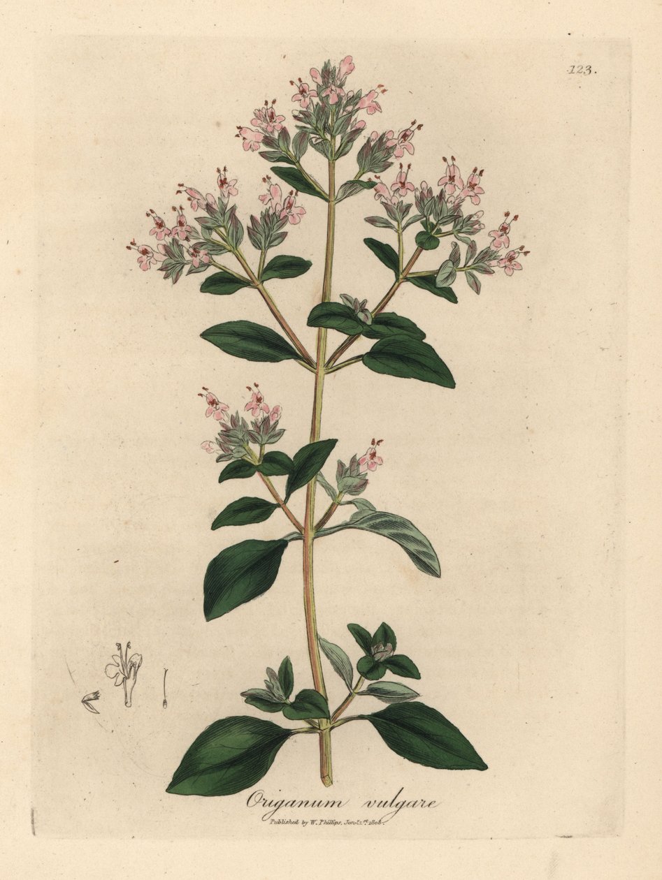 Rosa blühender Wilder Majoran, Origanum vulgare von James Sowerby