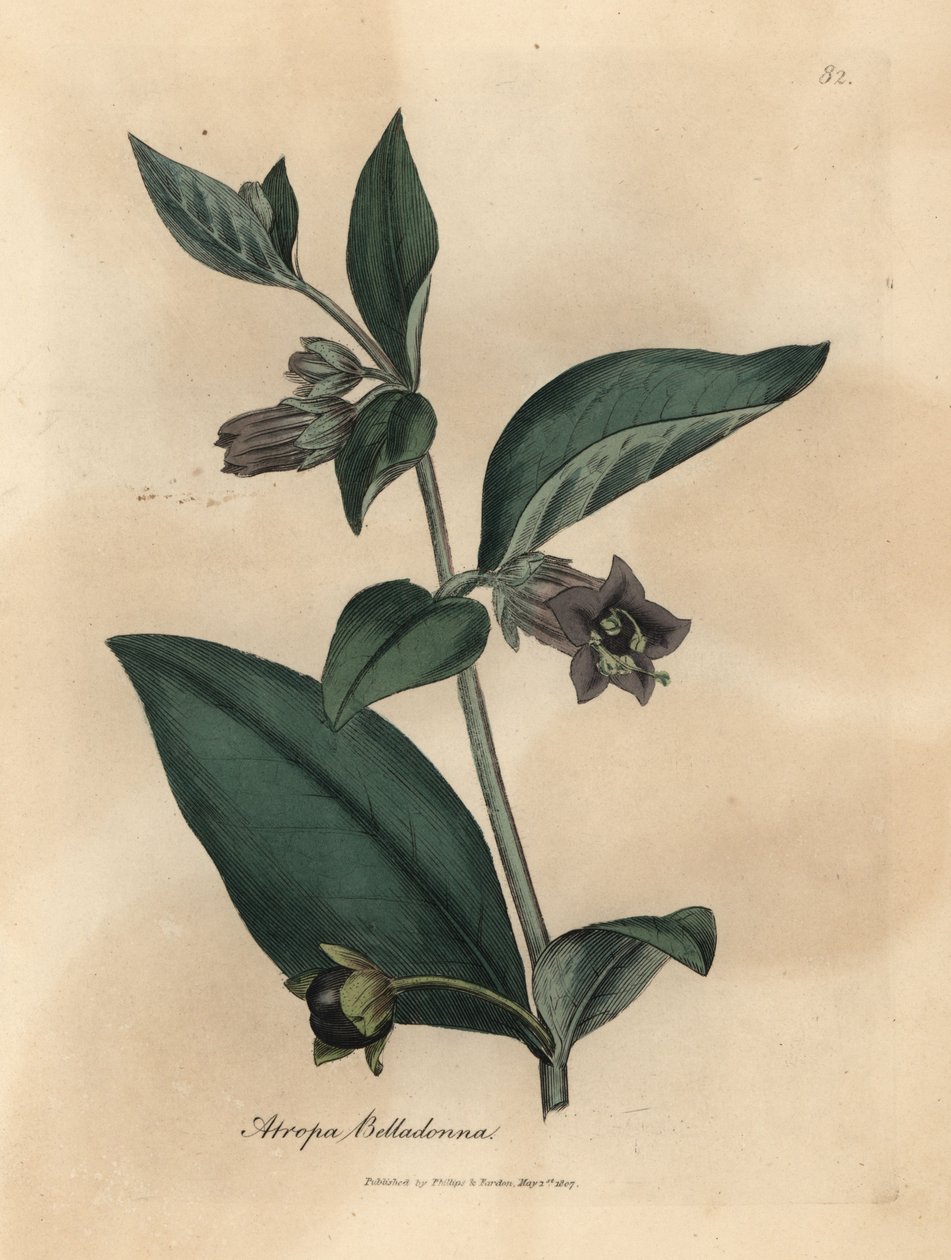 Purpurblühender Schwarzer Nachtschatten, Atropa belladonna von James Sowerby