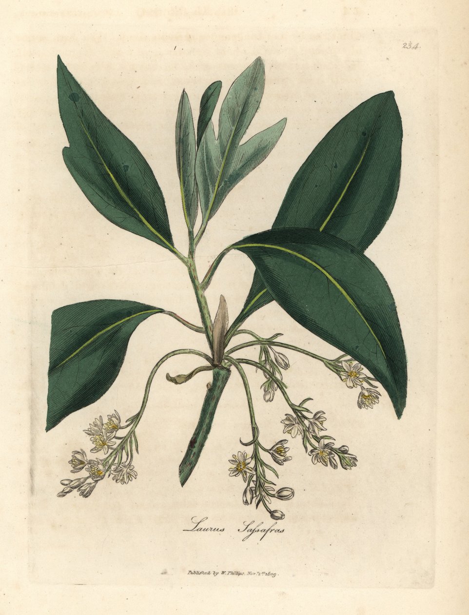 Sassafrasbaum, Laurus sassafras von James Sowerby