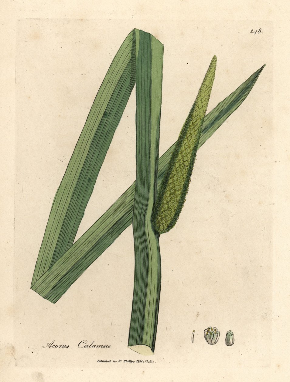 Kalmus, Acorus calamus von James Sowerby