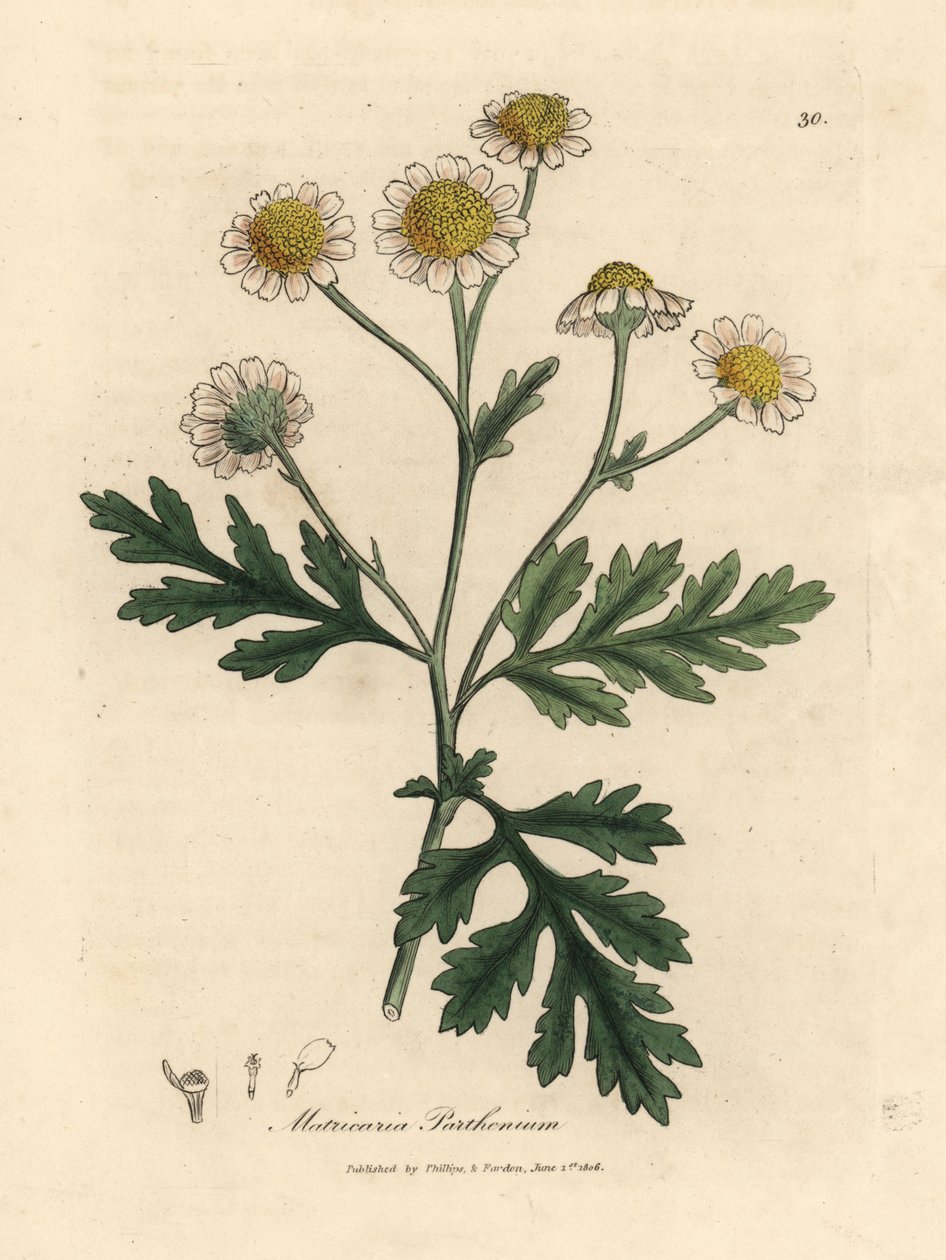 Weiß und gelbblühendes Mutterkraut, Matricaria parthenium von James Sowerby
