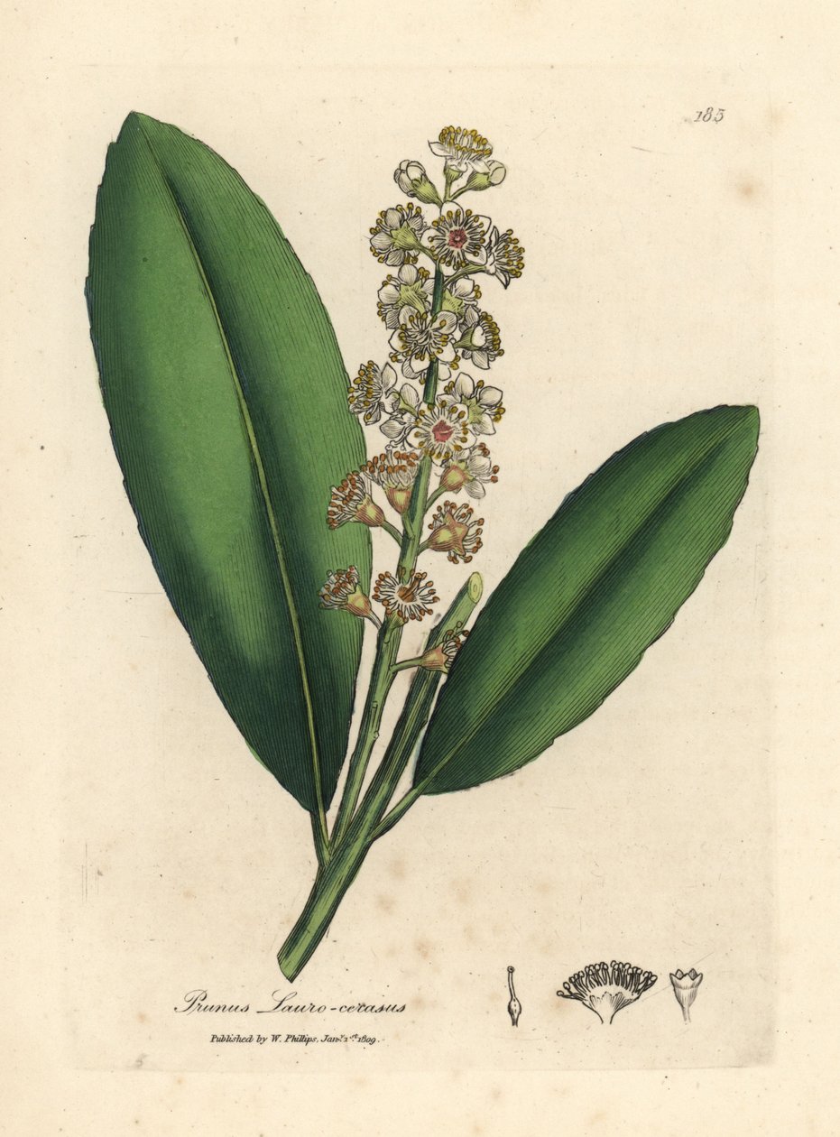 Weißblühender Kirschlorbeerbaum, Prunus laurocerasus von James Sowerby