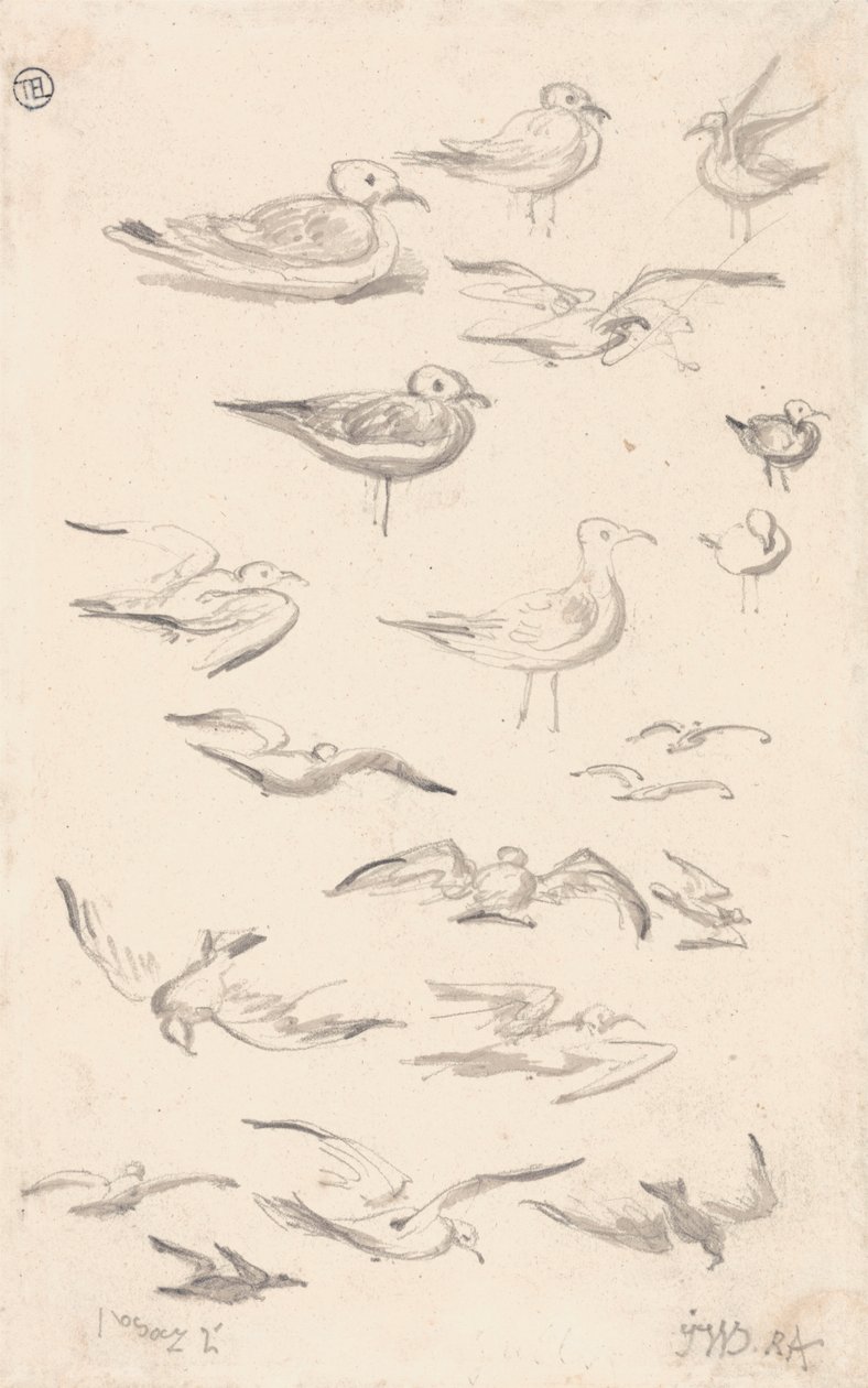 Studien von Möwen von James Ward