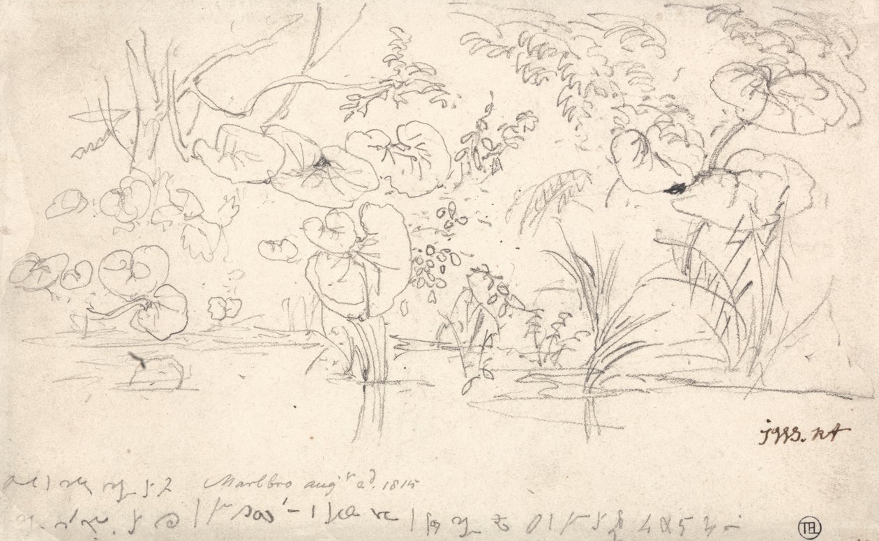 Studien von Pflanzen, 2. August 1815 von James Ward