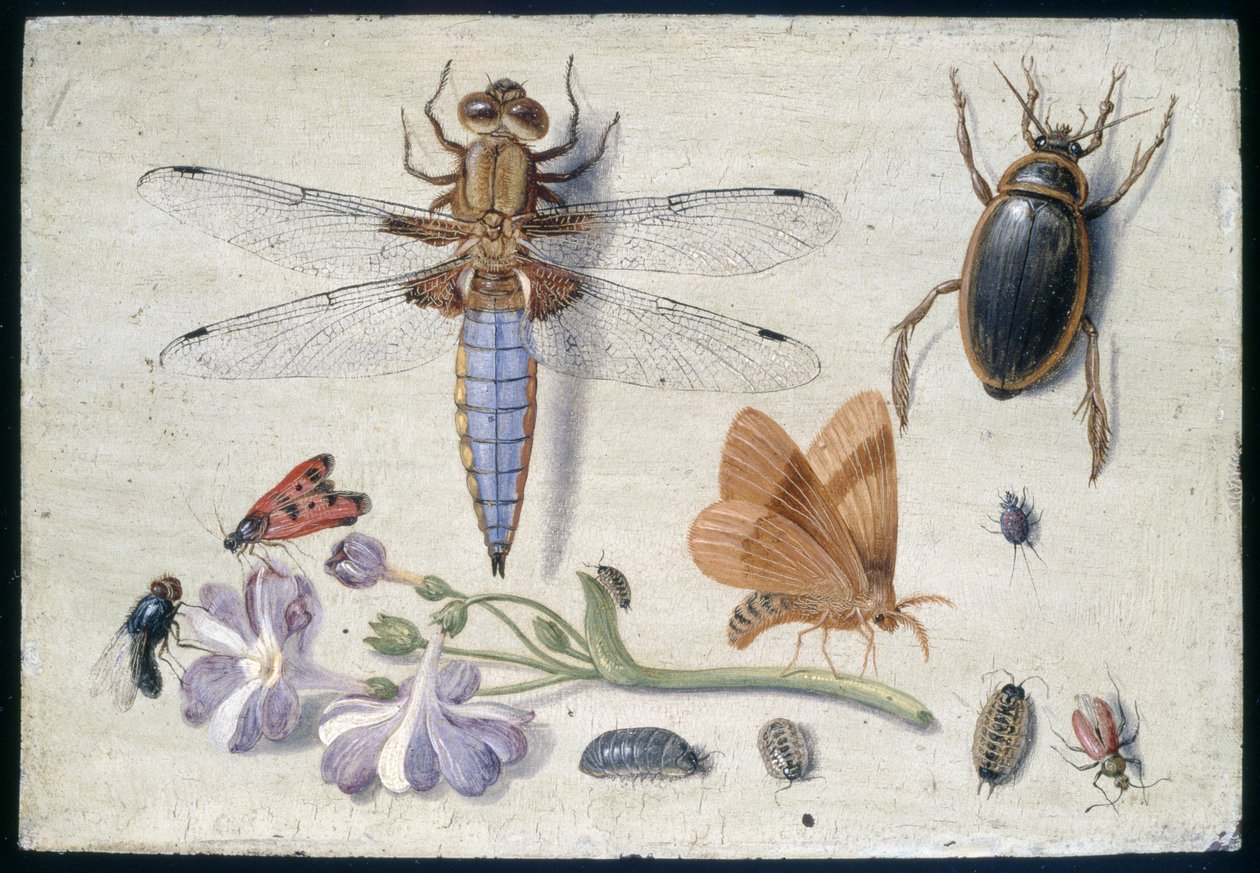 Ein Maikäfer, Käfer, Asseln und andere Insekten, mit einem Aurikelzweig, frühe 1650er Jahre von Jan van Kessel the Elder