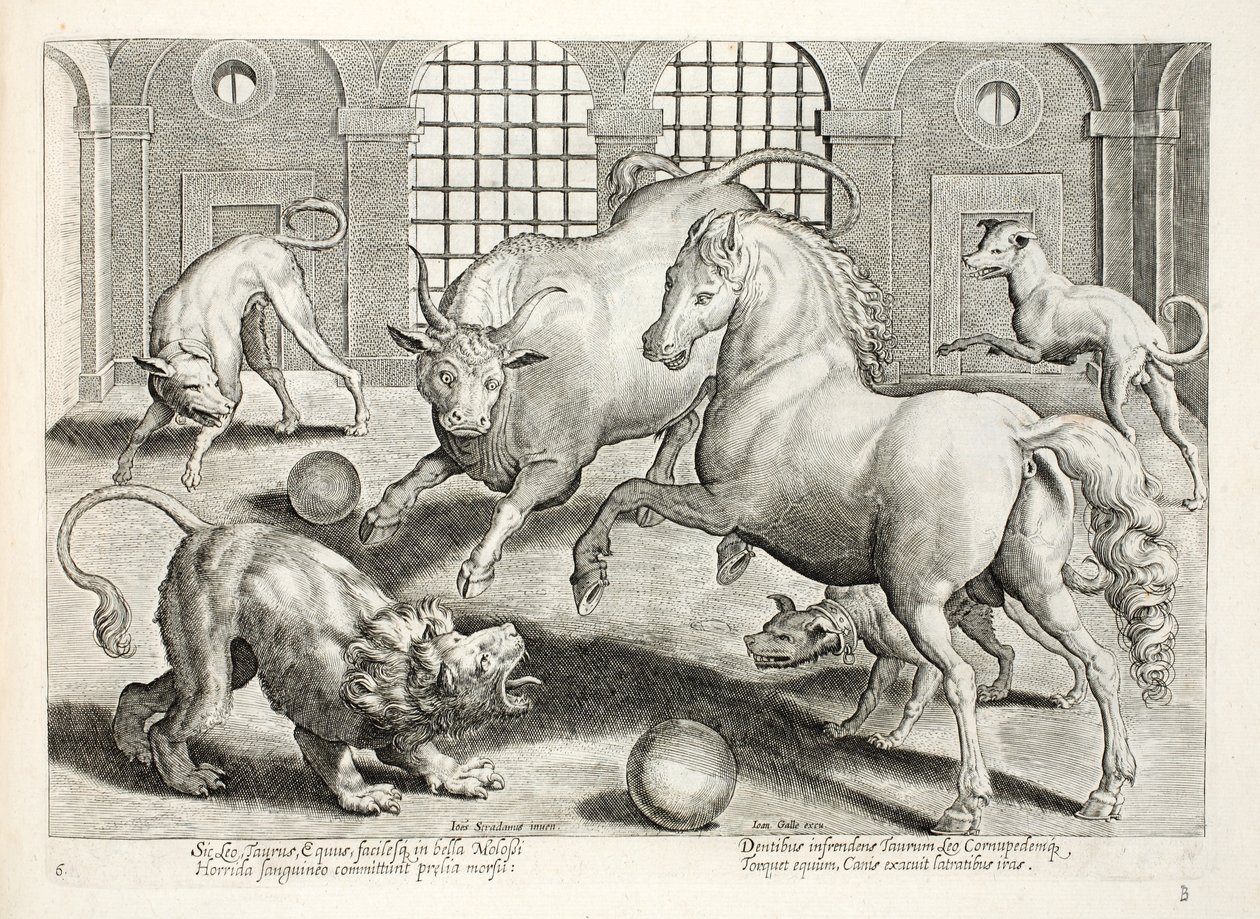 Heftiger, blutiger Kampf zwischen einem Löwen, Stier und Pferd, umgeben von wütenden bellenden Hunden, Illustration aus 