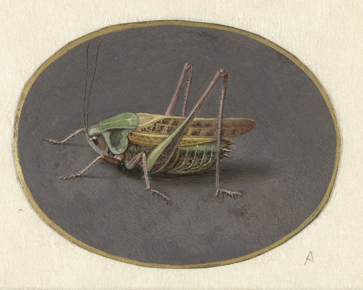 Heuschrecke von Jan Augustin van der Goes
