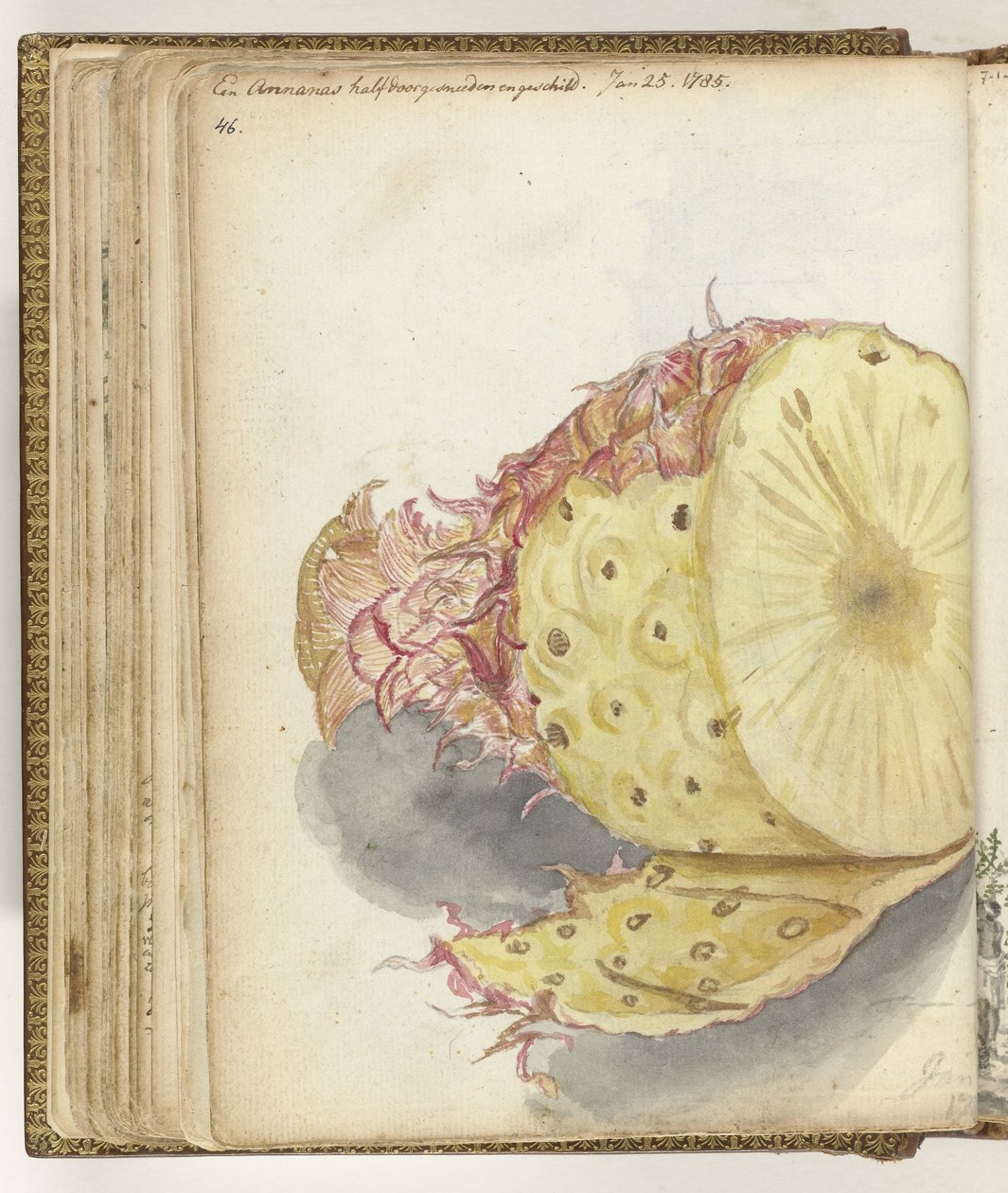Ananas von Jan Brandes