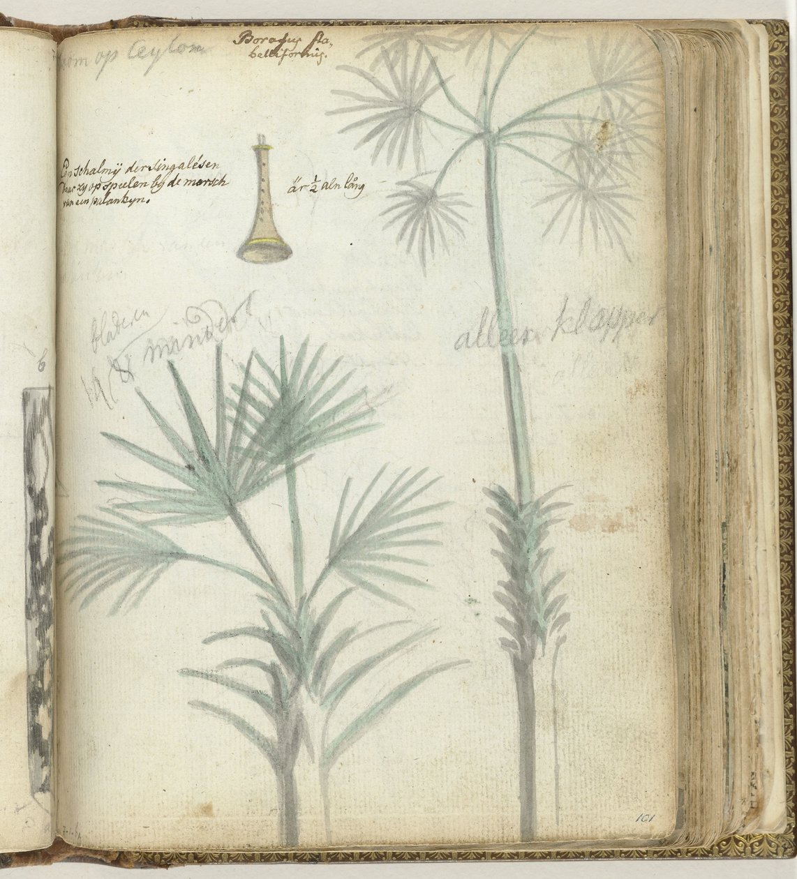 Baum auf Ceylon. Singhalesische Schalmei von Jan Brandes