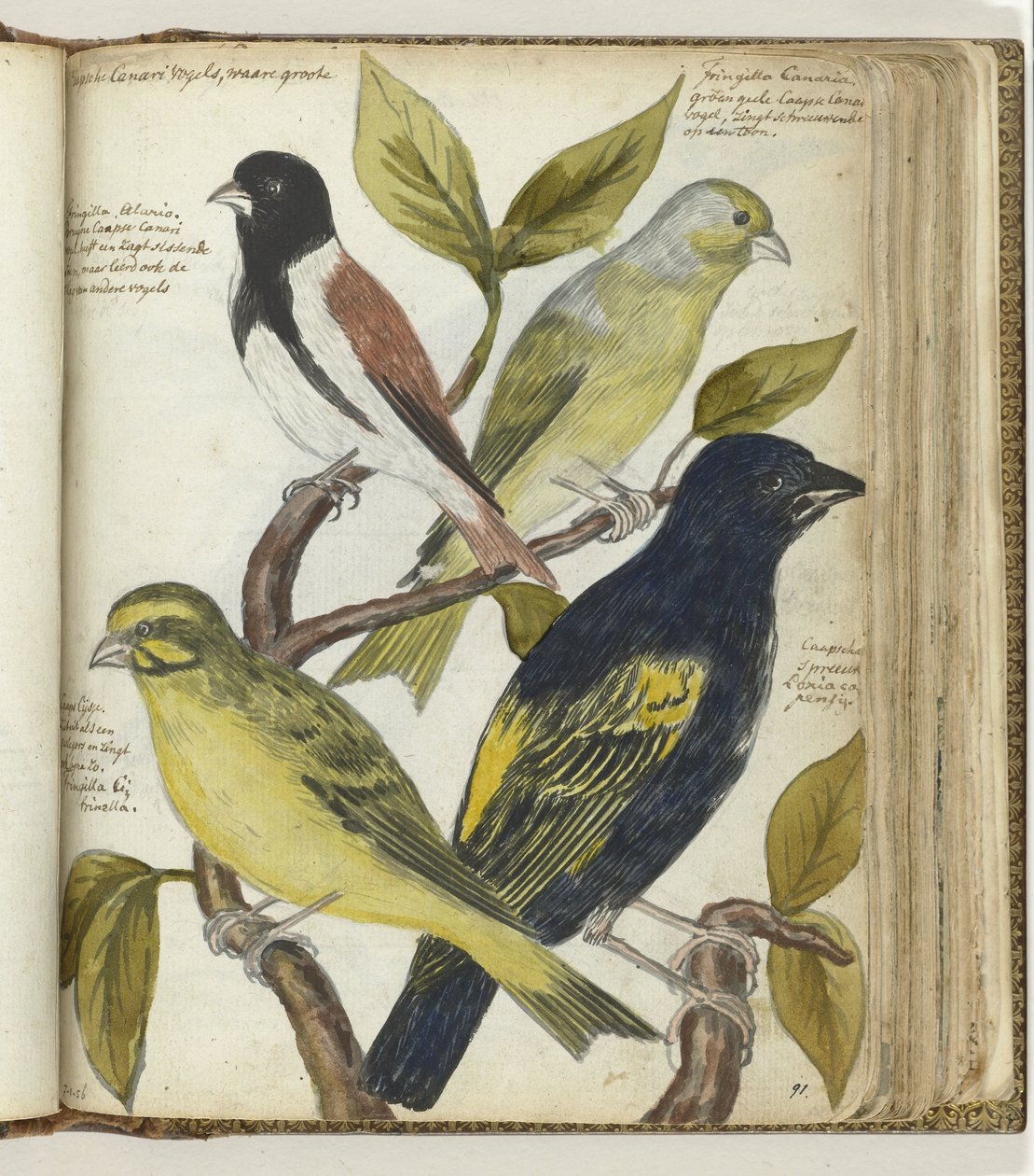 Vögel vom Kap von Jan Brandes