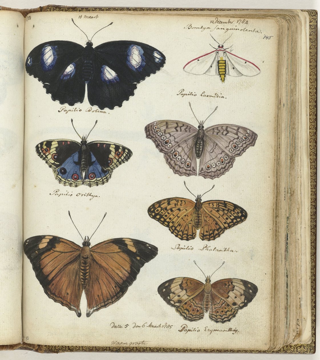Indische Schmetterlinge von Jan Brandes