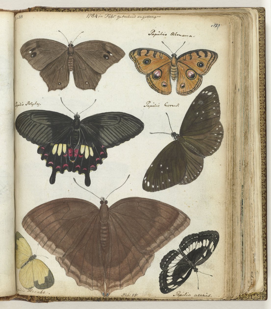 Indische Schmetterlinge von Jan Brandes