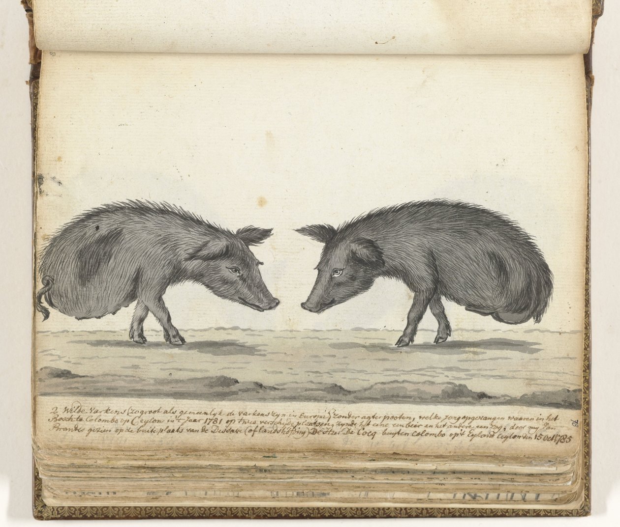 Schweine ohne Hinterbeine von Jan Brandes