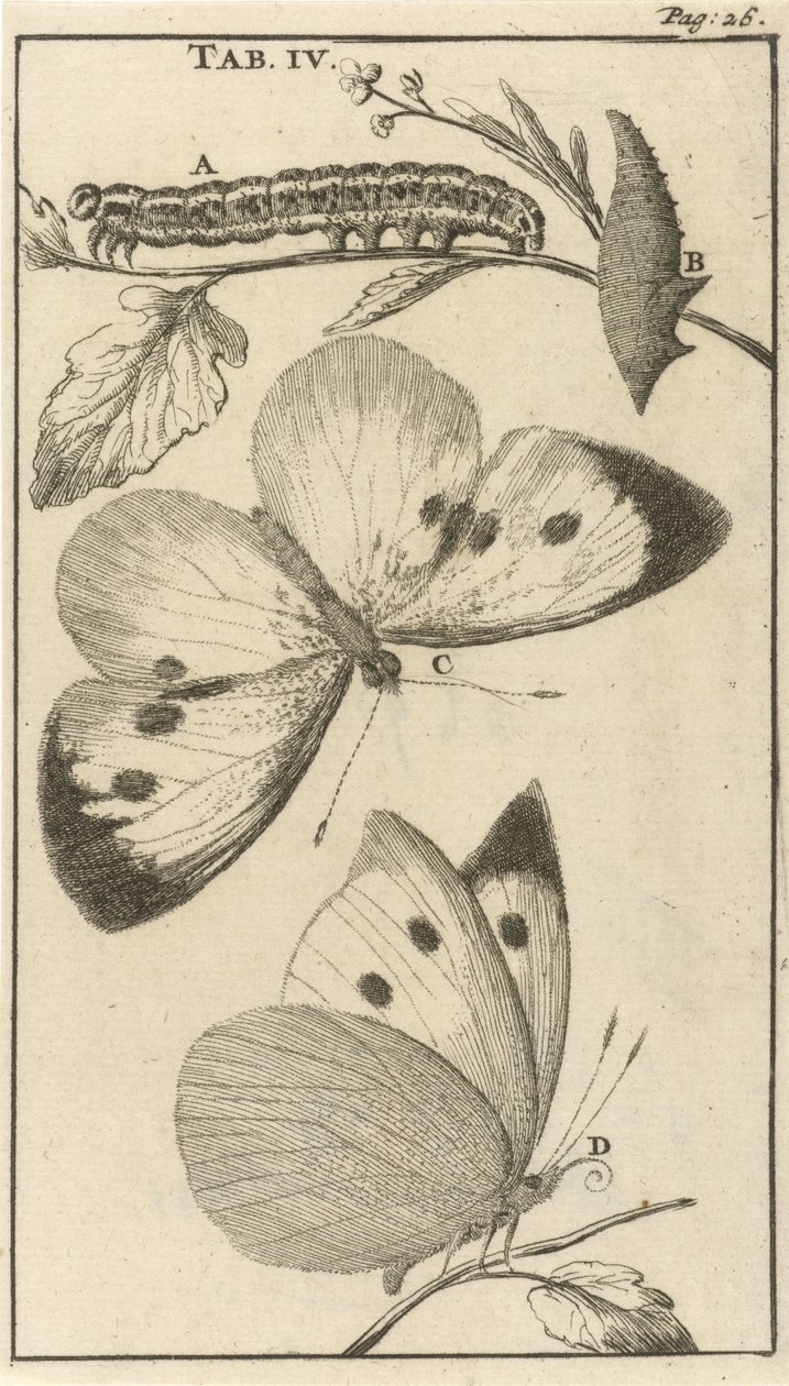 Raupen, Puppen und Schmetterlinge IV von Jan Luyken