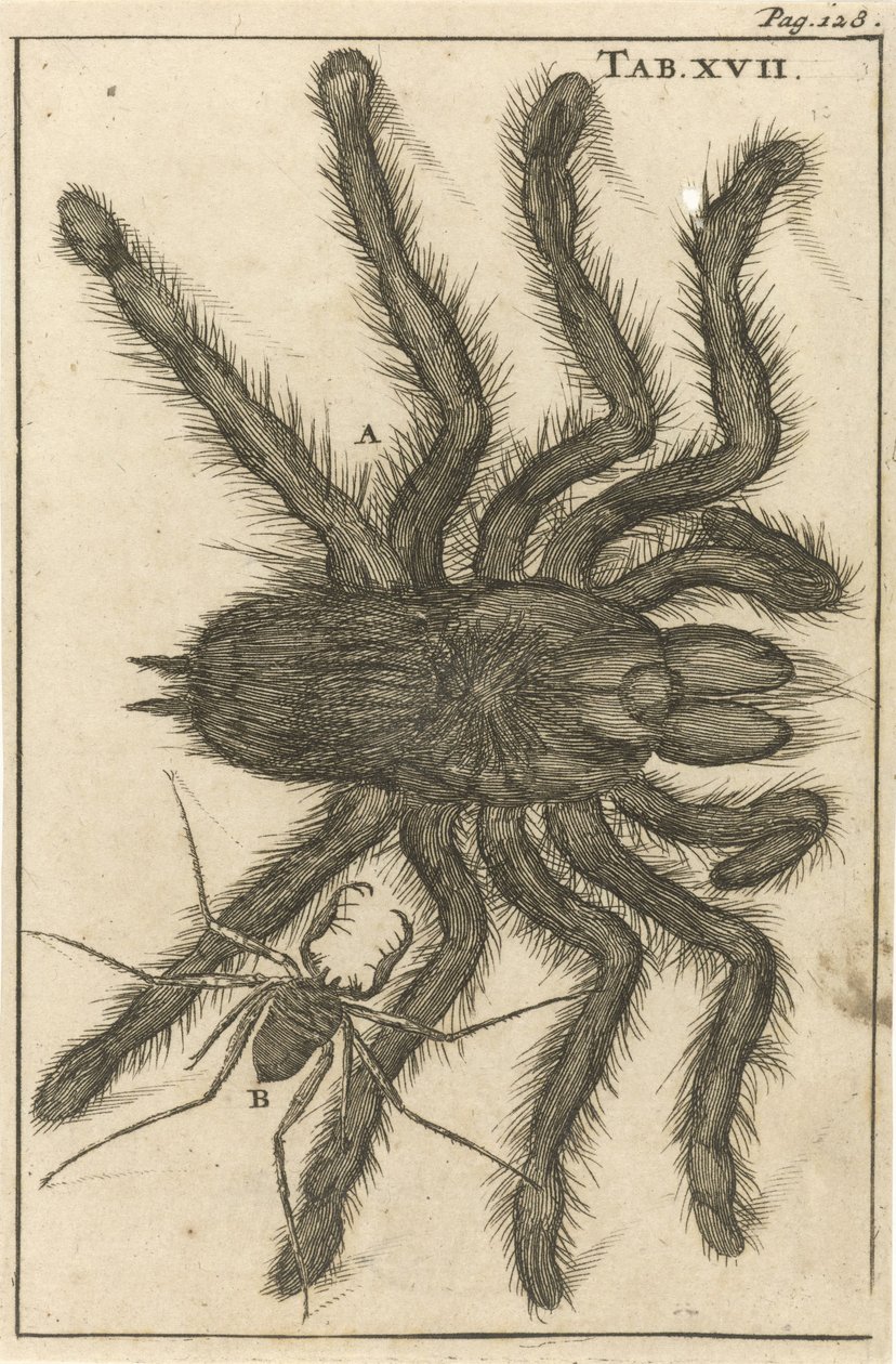 Spinnen XVII von Jan Luyken