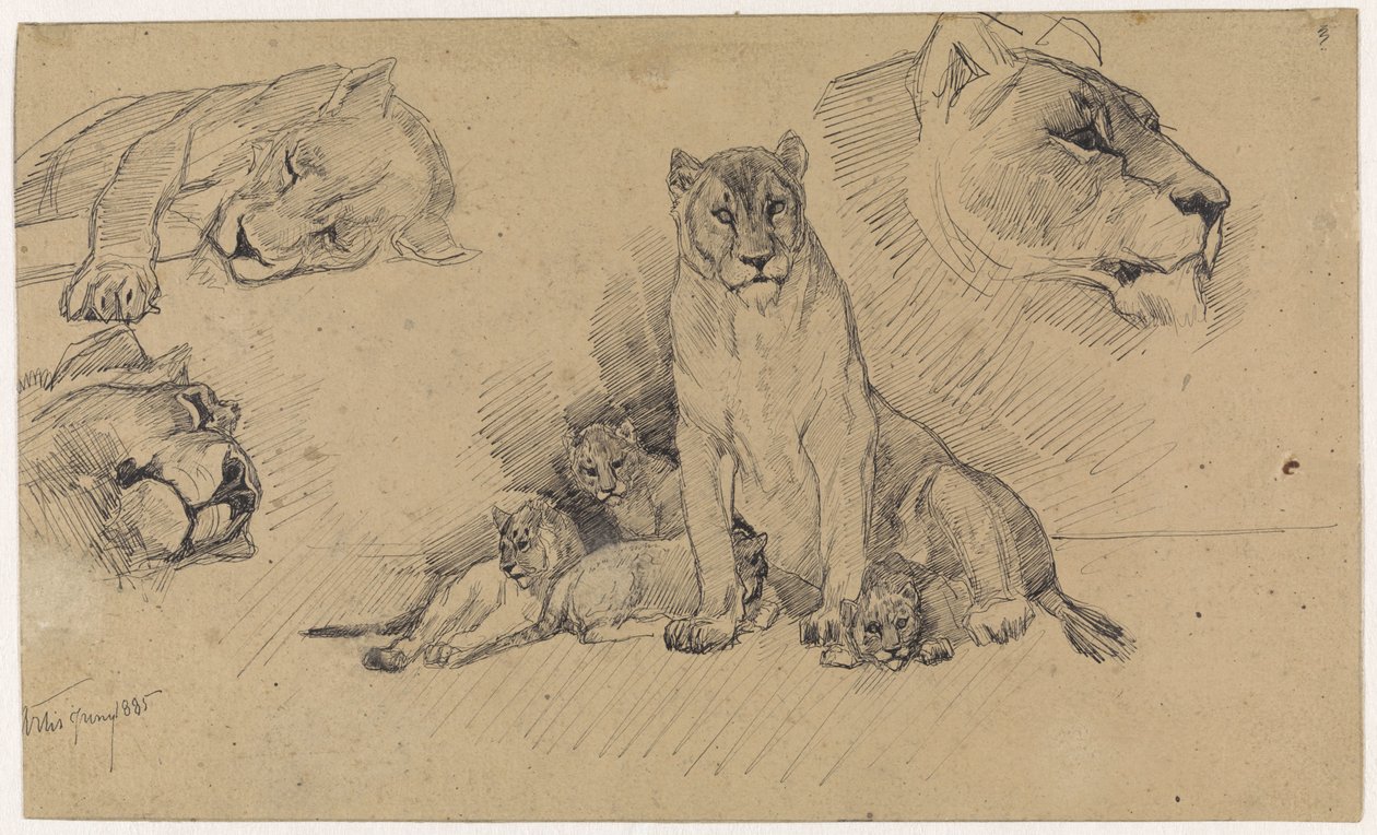 Studienblatt mit Löwen und Jungen von Jan van Essen