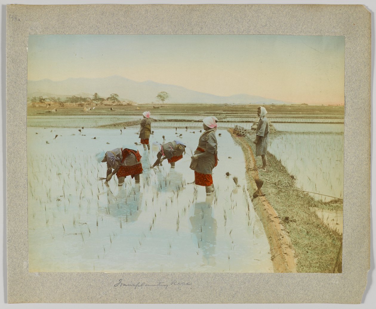 Reispflanzung, Japan (handkoloriertes s/w Foto) von Japanese Photographer