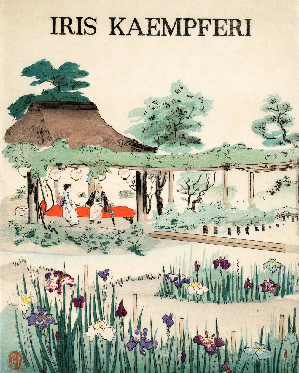 Iris Kaempferi - Vorderseite, 1890 von Japanese School