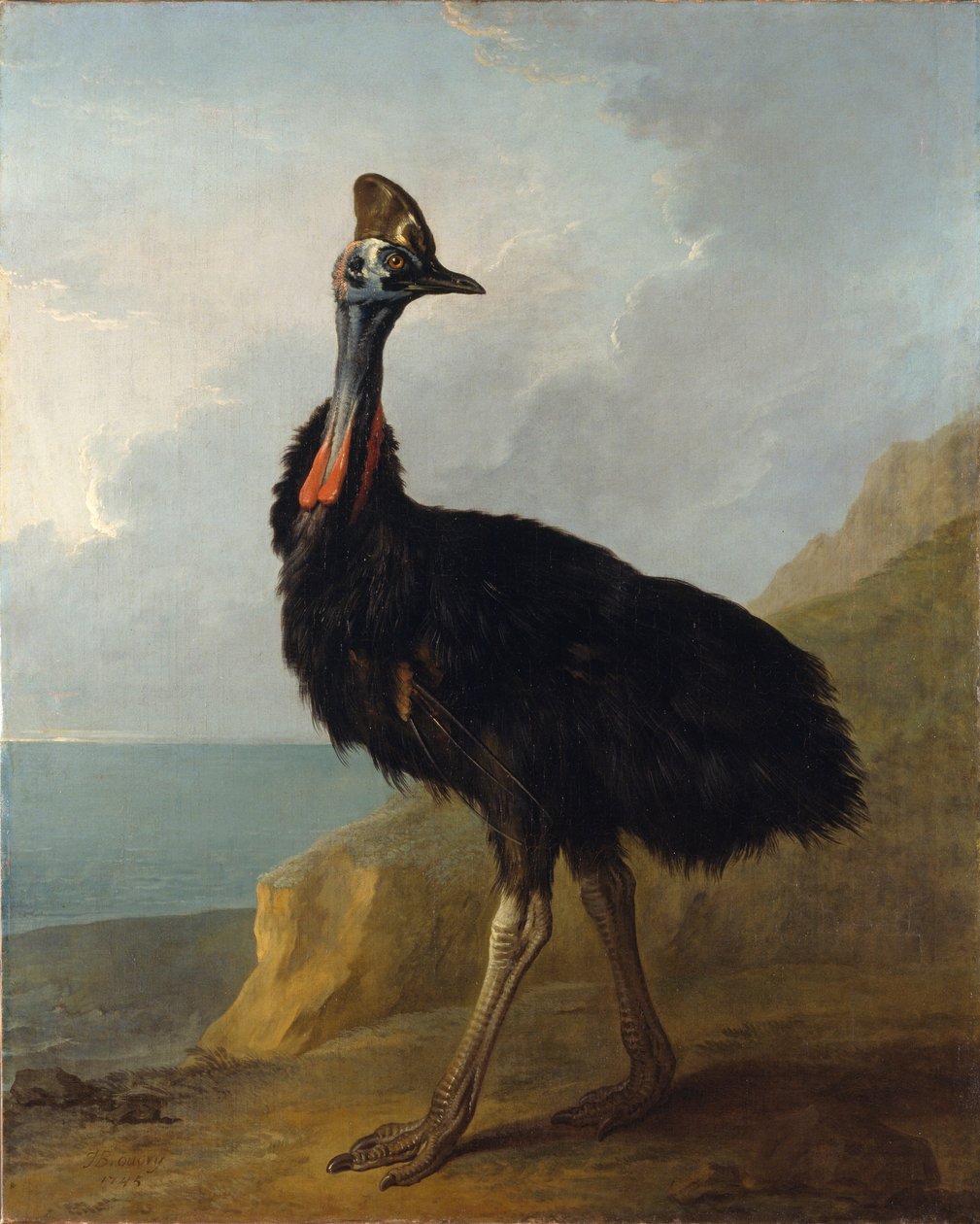 Kasuar von Jean Baptiste Oudry