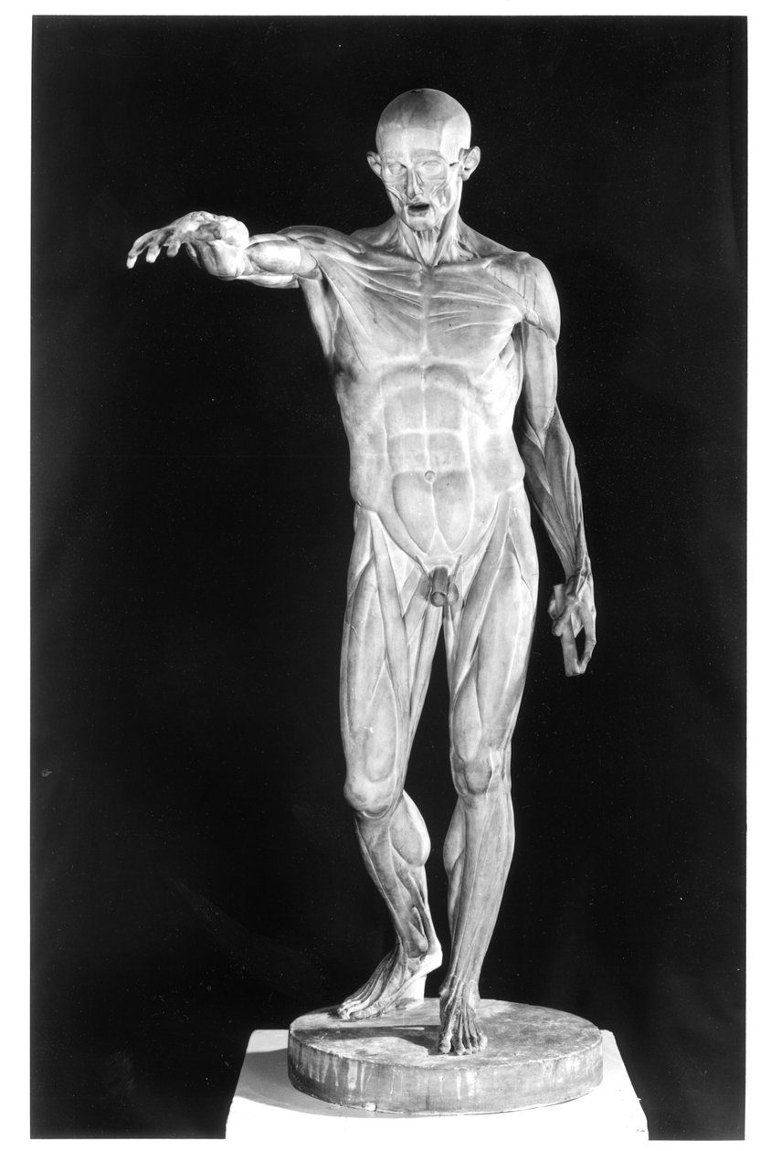 Gehäuteter Körper von Jean Antoine Houdon