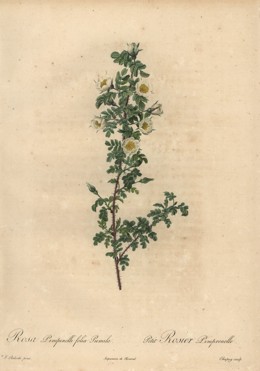 Weiße Burnet-Rose, Rosa pimpinellifolia Pumila von Jean Baptiste Chapuy