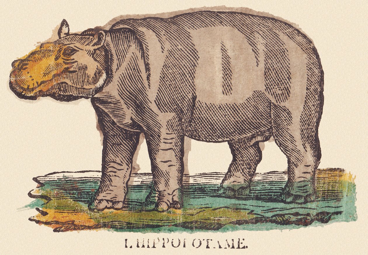 Das Nilpferd von Jean Baptiste Thiebault
